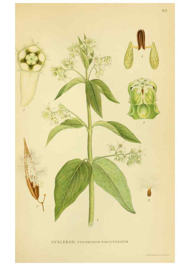 Reproducción/Reproduction 6029352296: Billeder af nordens flora. v.1 København,G.E.C. Gad's forlag,1917-1927