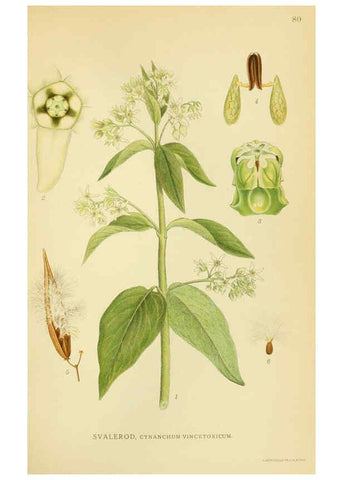 Reproducción/Reproduction 6029352296: Billeder af nordens flora. v.1 København,G.E.C. Gad's forlag,1917-1927