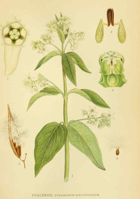 Reproducción/Reproduction 6029352296: Billeder af nordens flora. v.1 København,G.E.C. Gad's forlag,1917-1927