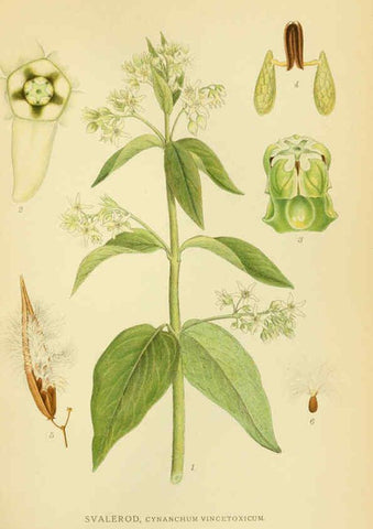 Reproducción/Reproduction 6029352296: Billeder af nordens flora. v.1 København,G.E.C. Gad's forlag,1917-1927