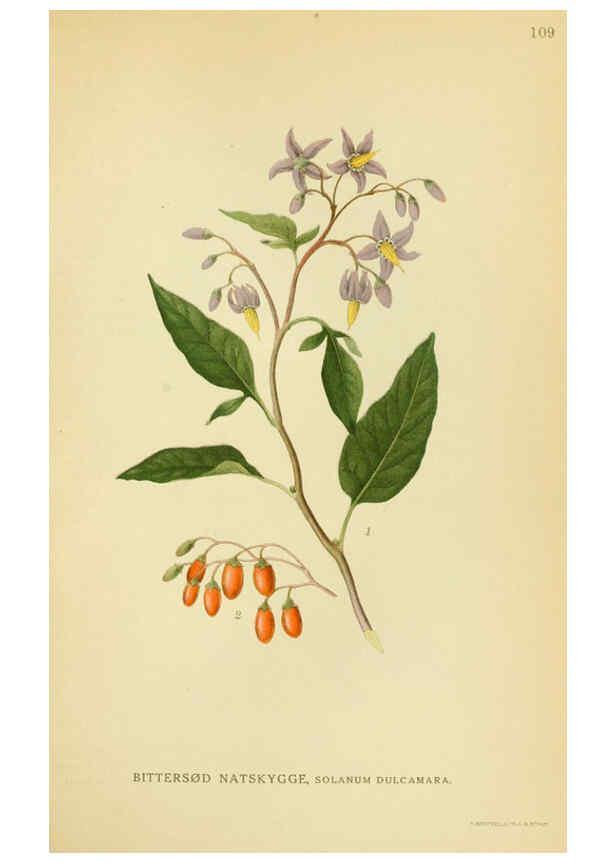 Reproducción/Reproduction 6029361764: Billeder af nordens flora. v.1 København,G.E.C. Gad's forlag,1917-1927