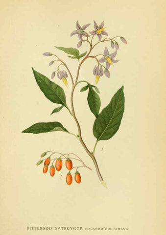 Reproducción/Reproduction 6029361764: Billeder af nordens flora. v.1 København,G.E.C. Gad's forlag,1917-1927