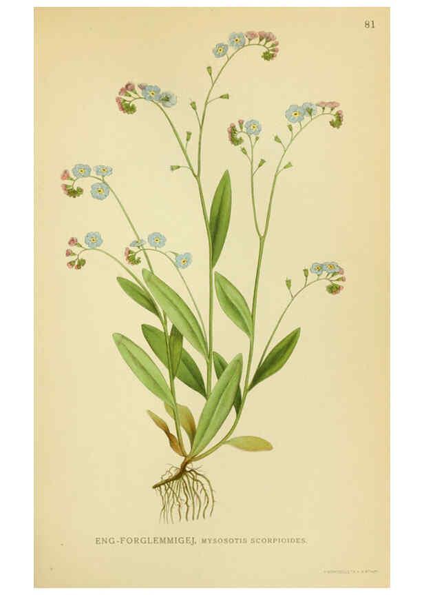 Reproducción/Reproduction 6029352524: Billeder af nordens flora. v.1 København,G.E.C. Gad's forlag,1917-1927