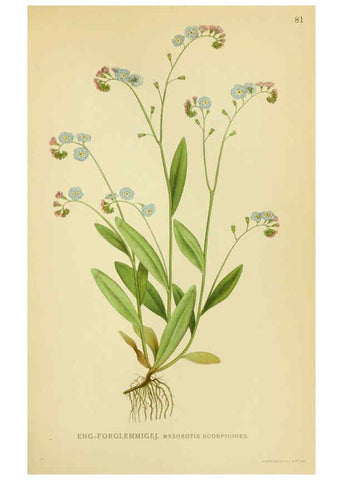 Reproducción/Reproduction 6029352524: Billeder af nordens flora. v.1 København,G.E.C. Gad's forlag,1917-1927