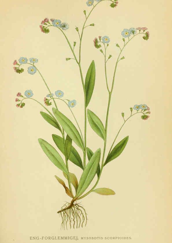 Reproducción/Reproduction 6029352524: Billeder af nordens flora. v.1 København,G.E.C. Gad's forlag,1917-1927