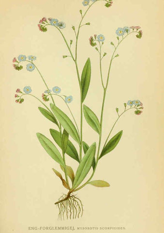 Reproducción/Reproduction 6029352524: Billeder af nordens flora. v.1 København,G.E.C. Gad's forlag,1917-1927