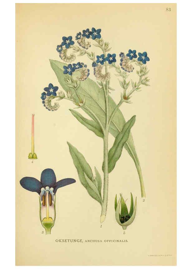 Reproducción/Reproduction 6029353196: Billeder af nordens flora. v.1 København,G.E.C. Gad's forlag,1917-1927