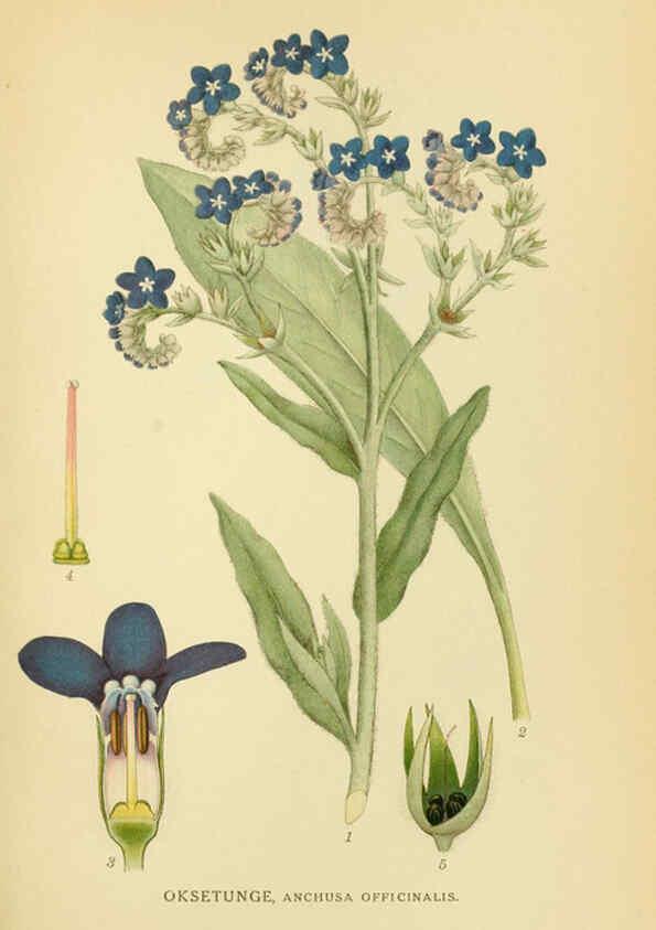 Reproducción/Reproduction 6029353196: Billeder af nordens flora. v.1 København,G.E.C. Gad's forlag,1917-1927