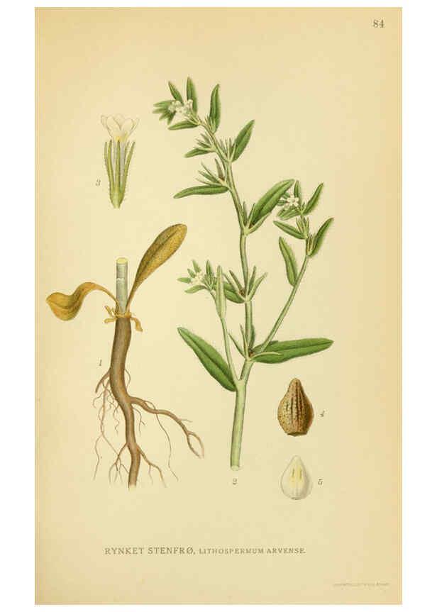Reproducción/Reproduction 6028801121: Billeder af nordens flora. v.1 København,G.E.C. Gad's forlag,1917-1927