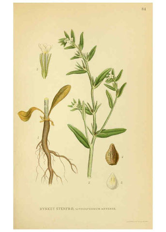 Reproducción/Reproduction 6028801121: Billeder af nordens flora. v.1 København,G.E.C. Gad's forlag,1917-1927