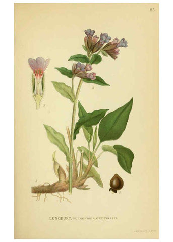 Reproducción/Reproduction 6029354064: Billeder af nordens flora. v.1 København,G.E.C. Gad's forlag,1917-1927