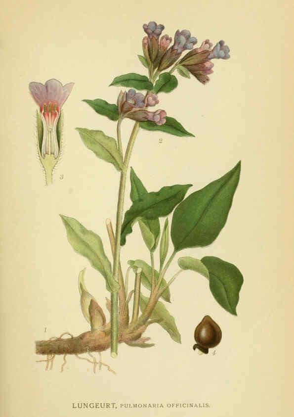 Reproducción/Reproduction 6029354064: Billeder af nordens flora. v.1 København,G.E.C. Gad's forlag,1917-1927