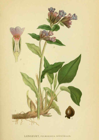 Reproducción/Reproduction 6029354064: Billeder af nordens flora. v.1 København,G.E.C. Gad's forlag,1917-1927