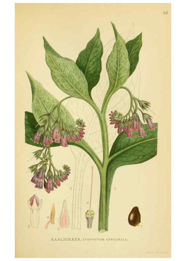 Reproducción/Reproduction 6029354420: Billeder af nordens flora. v.1 København,G.E.C. Gad's forlag,1917-1927