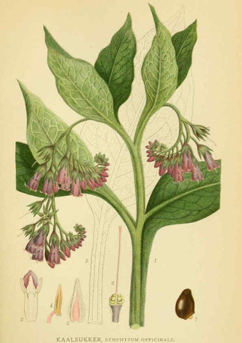 Reproducción/Reproduction 6029354420: Billeder af nordens flora. v.1 København,G.E.C. Gad's forlag,1917-1927