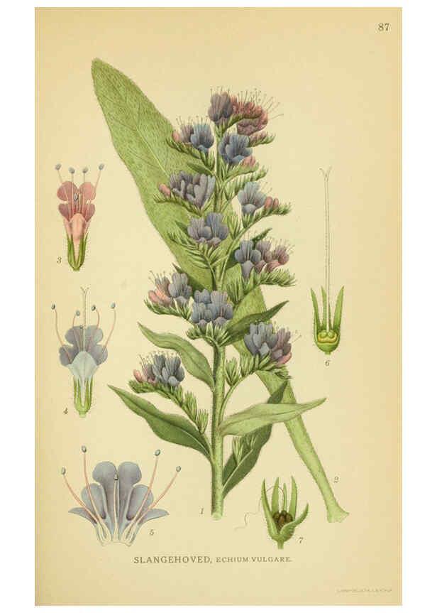 Reproducción/Reproduction 6029354668: Billeder af nordens flora. v.1 København,G.E.C. Gad's forlag,1917-1927