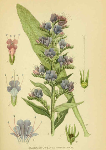 Reproducción/Reproduction 6029354668: Billeder af nordens flora. v.1 København,G.E.C. Gad's forlag,1917-1927
