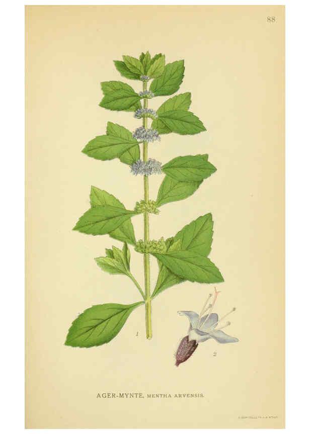 Reproducción/Reproduction 6028802559: Billeder af nordens flora. v.1 København,G.E.C. Gad's forlag,1917-1927