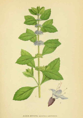 Reproducción/Reproduction 6028802559: Billeder af nordens flora. v.1 København,G.E.C. Gad's forlag,1917-1927