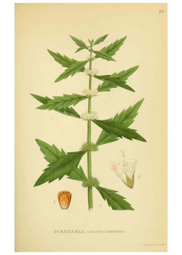 Reproducción/Reproduction 6028802917: Billeder af nordens flora. v.1 København,G.E.C. Gad's forlag,1917-1927