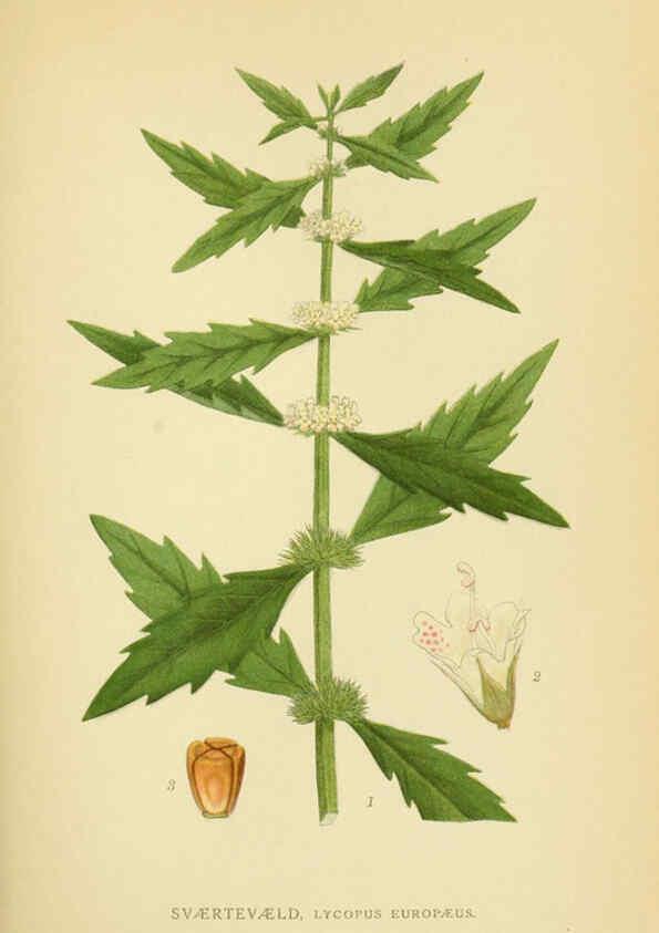Reproducción/Reproduction 6028802917: Billeder af nordens flora. v.1 København,G.E.C. Gad's forlag,1917-1927