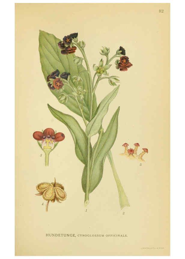 Reproducción/Reproduction 6029352966: Billeder af nordens flora. v.1 København,G.E.C. Gad's forlag,1917-1927