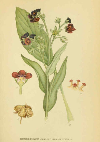 Reproducción/Reproduction 6029352966: Billeder af nordens flora. v.1 København,G.E.C. Gad's forlag,1917-1927