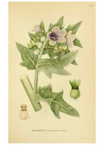 Reproducción/Reproduction 6028809611: Billeder af nordens flora. v.1 København,G.E.C. Gad's forlag,1917-1927