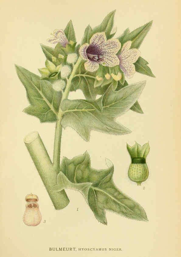Reproducción/Reproduction 6028809611: Billeder af nordens flora. v.1 København,G.E.C. Gad's forlag,1917-1927