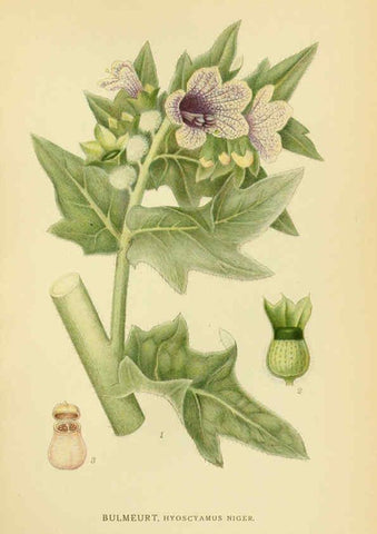 Reproducción/Reproduction 6028809611: Billeder af nordens flora. v.1 København,G.E.C. Gad's forlag,1917-1927