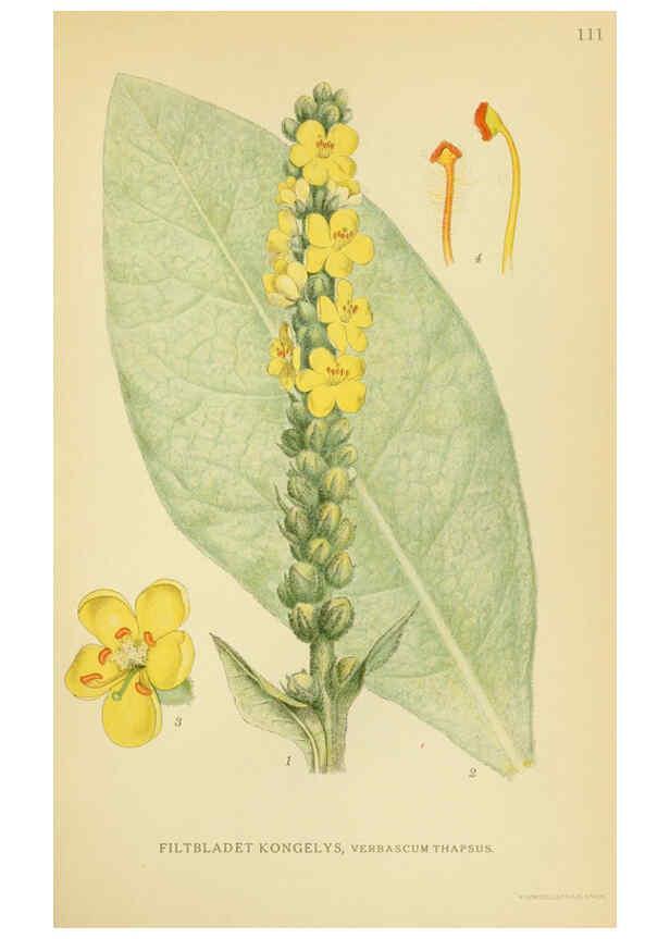 Reproducción/Reproduction 6029362332: Billeder af nordens flora. v.1 København,G.E.C. Gad's forlag,1917-1927