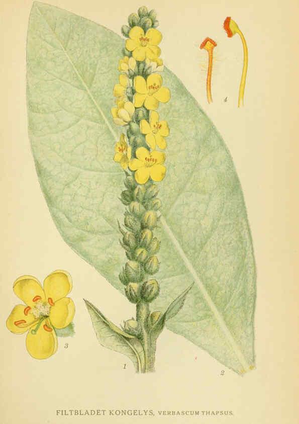 Reproducción/Reproduction 6029362332: Billeder af nordens flora. v.1 København,G.E.C. Gad's forlag,1917-1927
