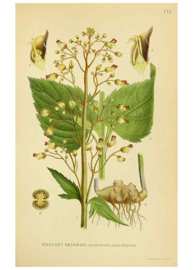 Reproducción/Reproduction 6028810235: Billeder af nordens flora. v.1 København,G.E.C. Gad's forlag,1917-1927