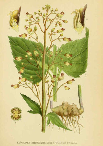 Reproducción/Reproduction 6028810235: Billeder af nordens flora. v.1 København,G.E.C. Gad's forlag,1917-1927