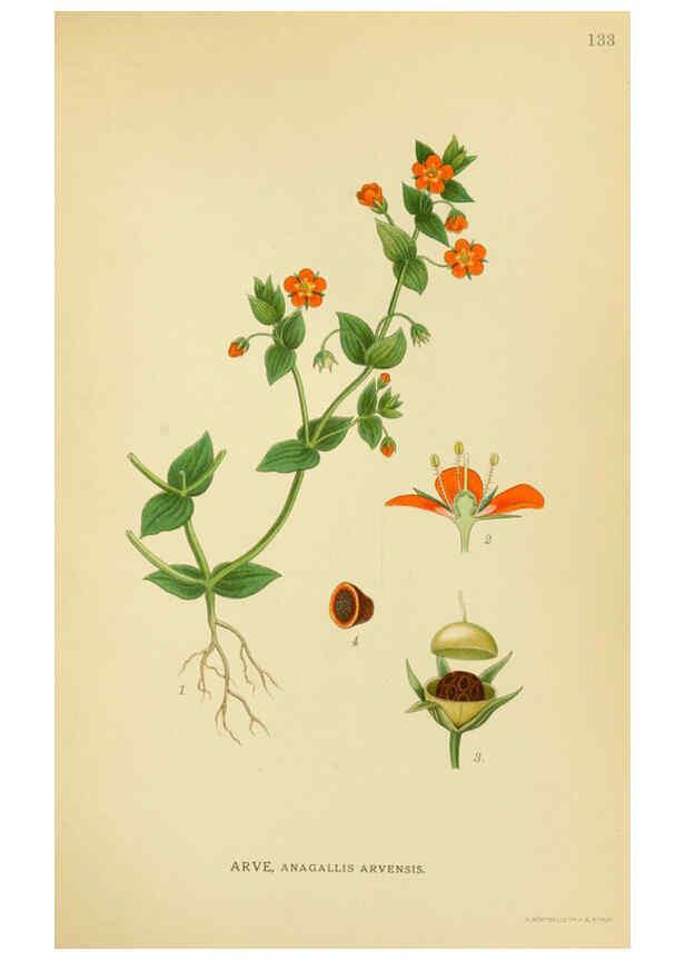 Reproducción/Reproduction 6029368680: Billeder af nordens flora. v.1 København,G.E.C. Gad's forlag,1917-1927