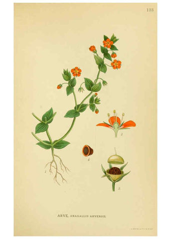 Reproducción/Reproduction 6029368680: Billeder af nordens flora. v.1 København,G.E.C. Gad's forlag,1917-1927