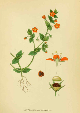 Reproducción/Reproduction 6029368680: Billeder af nordens flora. v.1 København,G.E.C. Gad's forlag,1917-1927