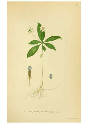 Reproducción/Reproduction 6028816387: Billeder af nordens flora. v.1 København,G.E.C. Gad's forlag,1917-1927