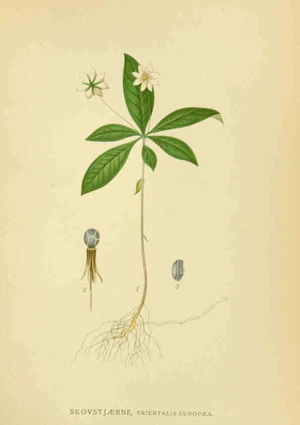 Reproducción/Reproduction 6028816387: Billeder af nordens flora. v.1 København,G.E.C. Gad's forlag,1917-1927