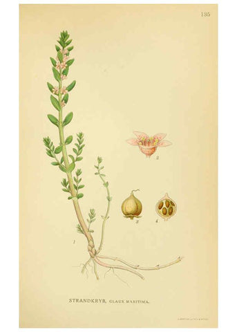 Reproducción/Reproduction 6029369212: Billeder af nordens flora. v.1 København,G.E.C. Gad's forlag,1917-1927