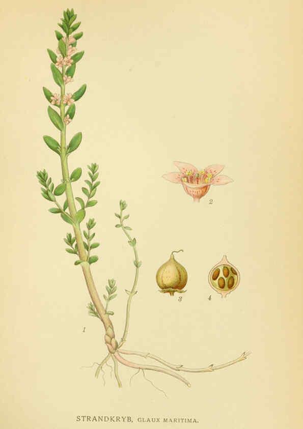 Reproducción/Reproduction 6029369212: Billeder af nordens flora. v.1 København,G.E.C. Gad's forlag,1917-1927