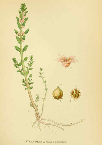 Reproducción/Reproduction 6029369212: Billeder af nordens flora. v.1 København,G.E.C. Gad's forlag,1917-1927