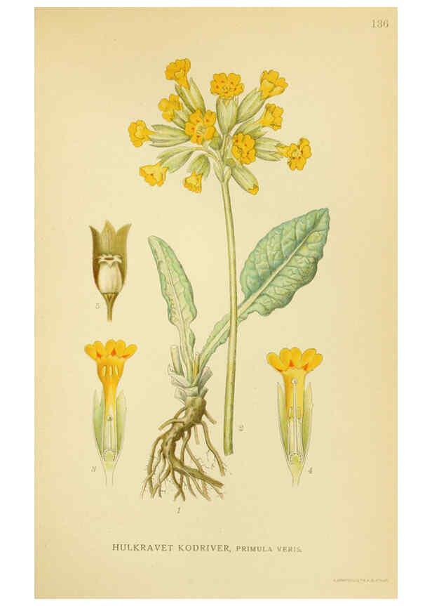 Reproducción/Reproduction 6028817077: Billeder af nordens flora. v.1 København,G.E.C. Gad's forlag,1917-1927