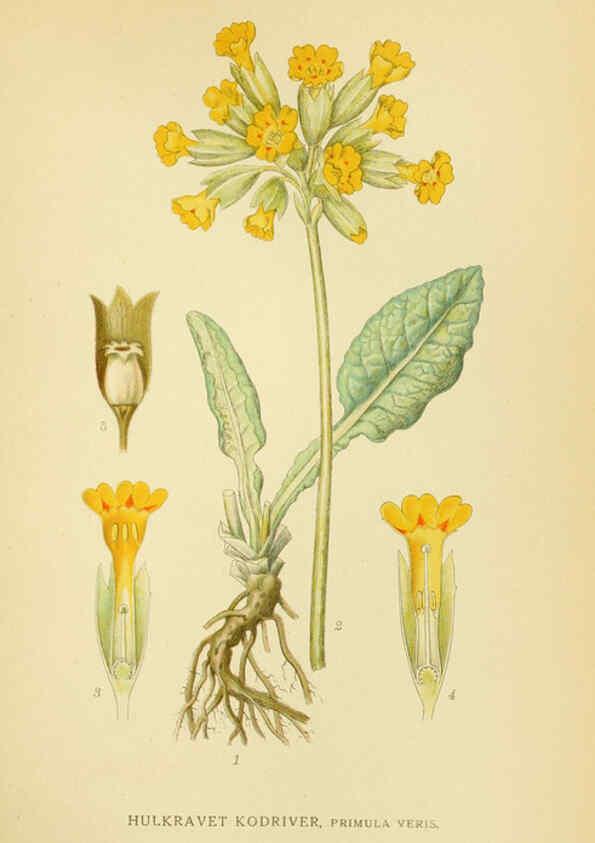 Reproducción/Reproduction 6028817077: Billeder af nordens flora. v.1 København,G.E.C. Gad's forlag,1917-1927