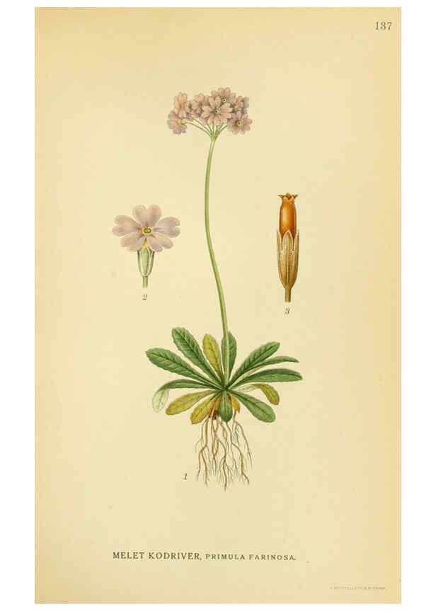 Reproducción/Reproduction 6028817401: Billeder af nordens flora. v.1 København,G.E.C. Gad's forlag,1917-1927