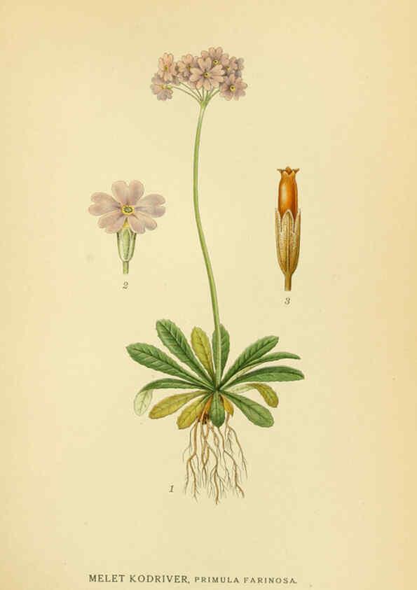 Reproducción/Reproduction 6028817401: Billeder af nordens flora. v.1 København,G.E.C. Gad's forlag,1917-1927