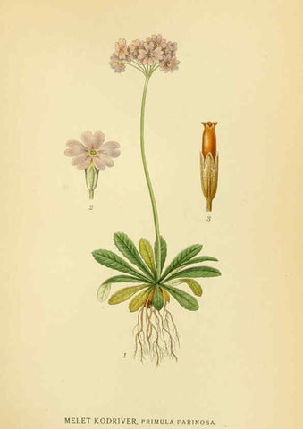 Reproducción/Reproduction 6028817401: Billeder af nordens flora. v.1 København,G.E.C. Gad's forlag,1917-1927