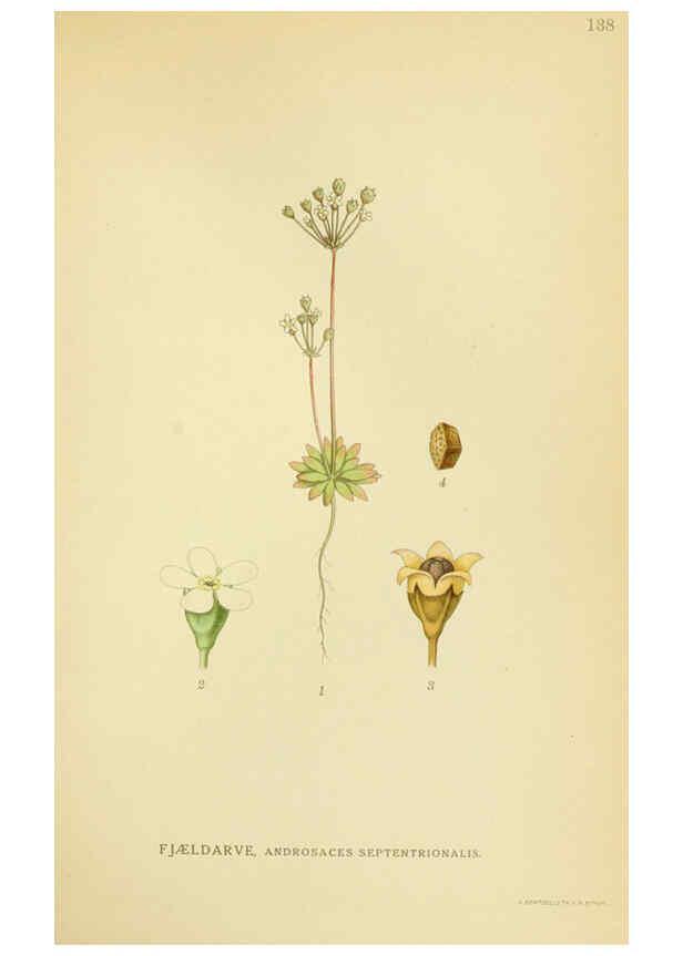 Reproducción/Reproduction 6028817729: Billeder af nordens flora. v.1 København,G.E.C. Gad's forlag,1917-1927