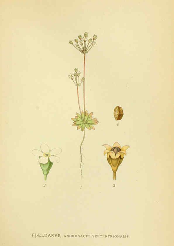 Reproducción/Reproduction 6028817729: Billeder af nordens flora. v.1 København,G.E.C. Gad's forlag,1917-1927