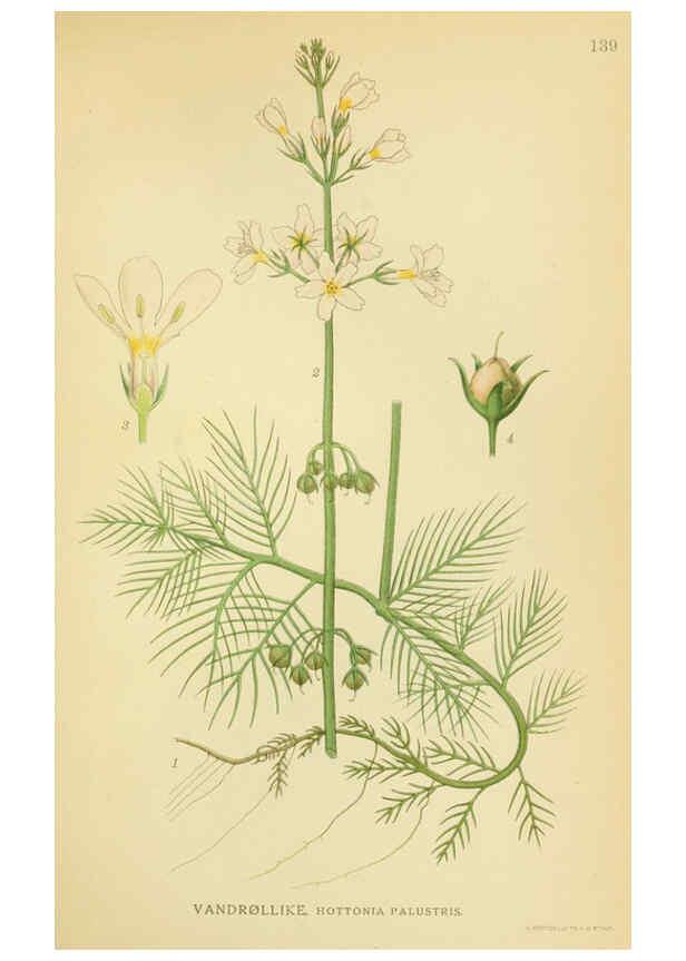 Reproducción/Reproduction 6028818071: Billeder af nordens flora. v.1 København,G.E.C. Gad's forlag,1917-1927